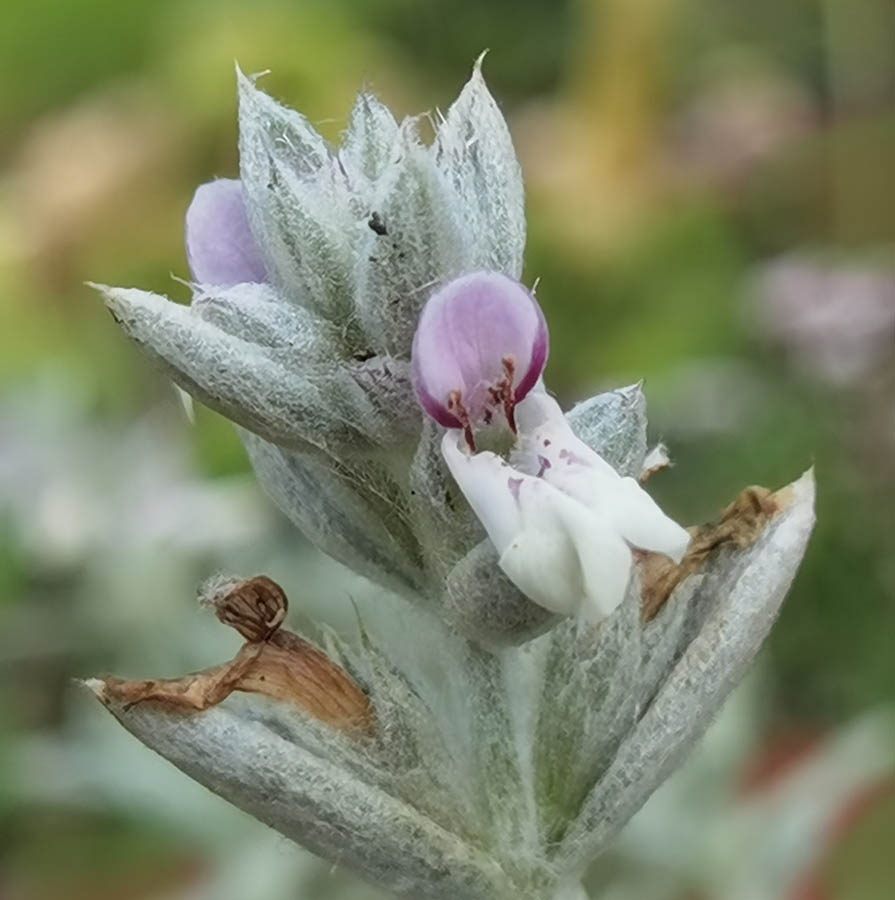 Stachys horvaticii 7